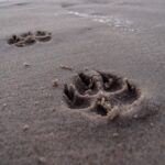 footprint, nature, beach-946189.jpg