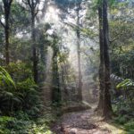 rainforest, path, morning mist-4350845.jpg